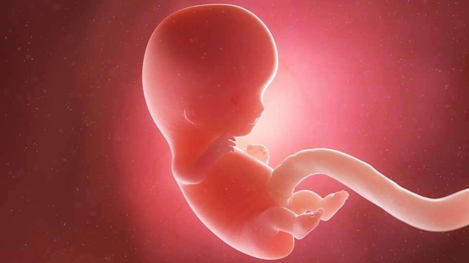 9. Schwangerschaftswoche (SSW 9) – vom Embryo zum Fötus!