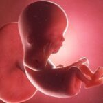 Ab der 12. SSW lässt die Übelkeit normalerweise endlich wieder nach. Grafik: Bigstock