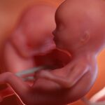Willkommen in der 13. SSW - und im zweiten Trimester der Schwangerschaft. Grafik: Bigstock