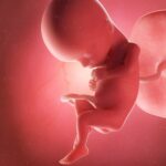 Spannende, 15. SSW: Langsam kannst du als Mama erste Bewegungen spüren. Grafik: Bigstock