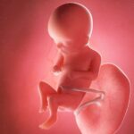 Wie spannend: Ab ca. der 16.SSW nimmt dein Baby langsam Geräusche wahr. Grafik: Bigstock