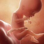 In der 17. Schwangerschaftswoche ist das Baby schon etwa 13cm lang. Grafik: Bigstock