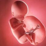 In der 18. Schwangerschaftswoche entstehen die ersten Fingerabdrücke beim Baby. Grafik: Bigstock