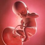 Willkommen in der 21. SSW: Jetzt nimmt das Baby langsam Geräusche wahr. Grafik: Bigstock