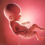 Hier erfährst du alles Wichtige über die Entwicklung deines Babys in der 22. SSW. Foto: Bigstock