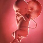 In der 23. SSW wiegt dein Baby in der Regel schon ca. 500 Gramm. Foto: Bigstock