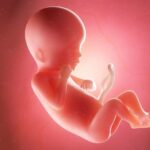 In der 19. Schwangerschaftswoche wiegt das Baby schon 200-240 Gramm. Grafik: Bigstock