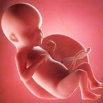 Spannend: Etwa ab SSW 26 beginnt das Baby, seine Augen zu öffnen. Grafik: Bigstock