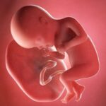 In der 27. SSW reift das Gehirn deines Babys, und im Fall einer Frühgeburt beträgt die Überlebenschance schon 95 Prozent. Grafik: Bigstock