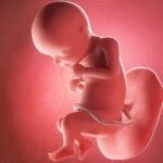 Die 28.SSW: Das letzte Drittel der Schwangerschaft beginnt. Grafik: Bigstock