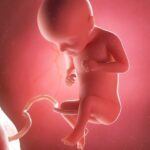 Ab der 29. SSW steht die dritte, große Ultraschalluntersuchung an. Foto: Bigstock