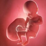 In SSW 31 liegt das Gewicht des Babys etwa schon bei 1,5 Kilogramm. Grafik: Bigstock