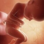 In SSW 32 wird es langsam eng im Bauch, denn das Baby erreicht nach und nach seine finale Größe. Grafik: Bigstock
