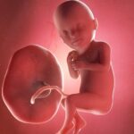 Endspurt: Ab der 33. SSW startet der 9. Schwangerschaftsmonat. Grafik: Bigstock